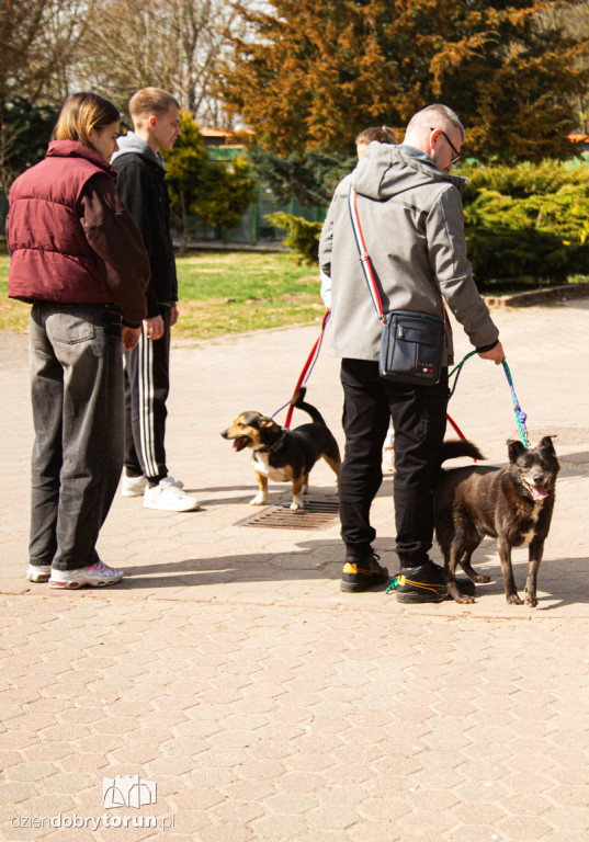 Spacer z psami ze schroniska w Toruniu