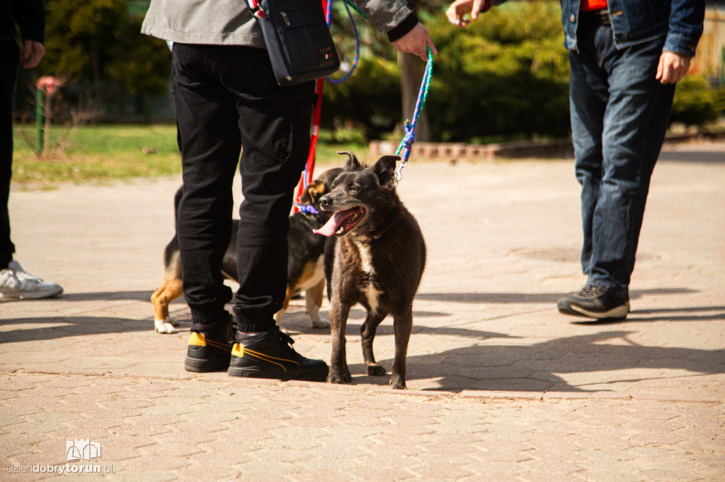 Spacer z psami ze schroniska w Toruniu