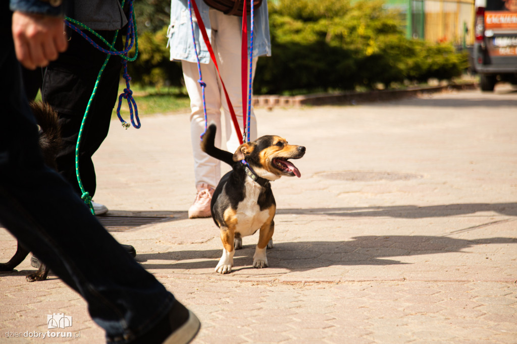 Spacer z psami ze schroniska w Toruniu