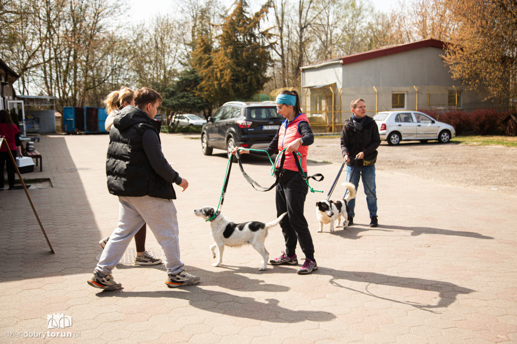 Spacer z psami ze schroniska w Toruniu
