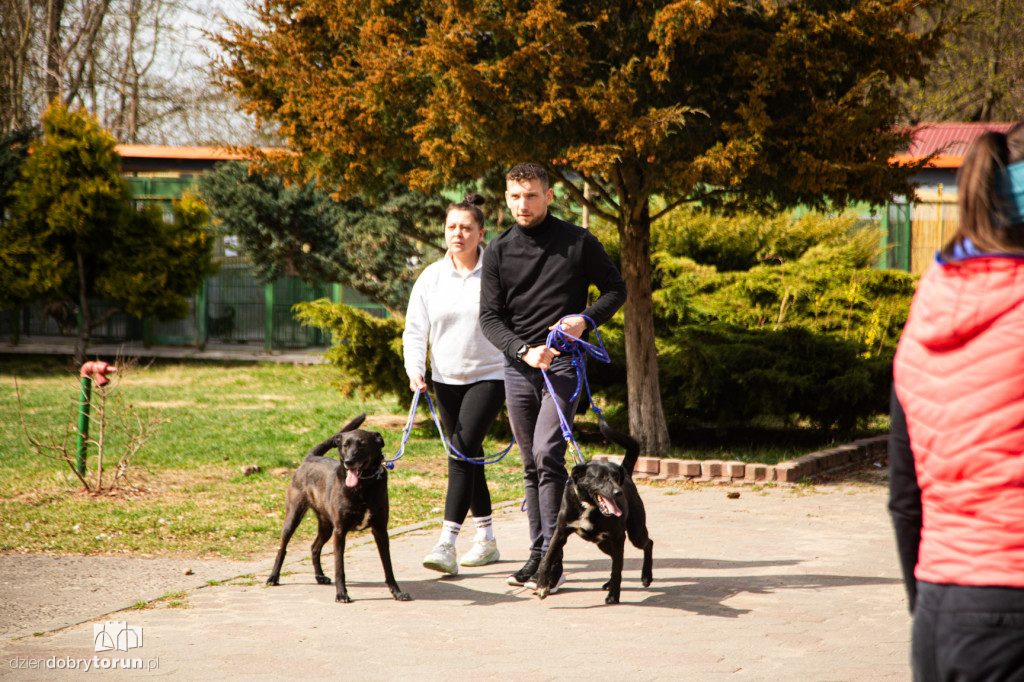 Spacer z psami ze schroniska w Toruniu