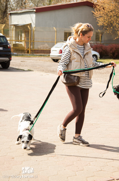 Spacer z psami ze schroniska w Toruniu