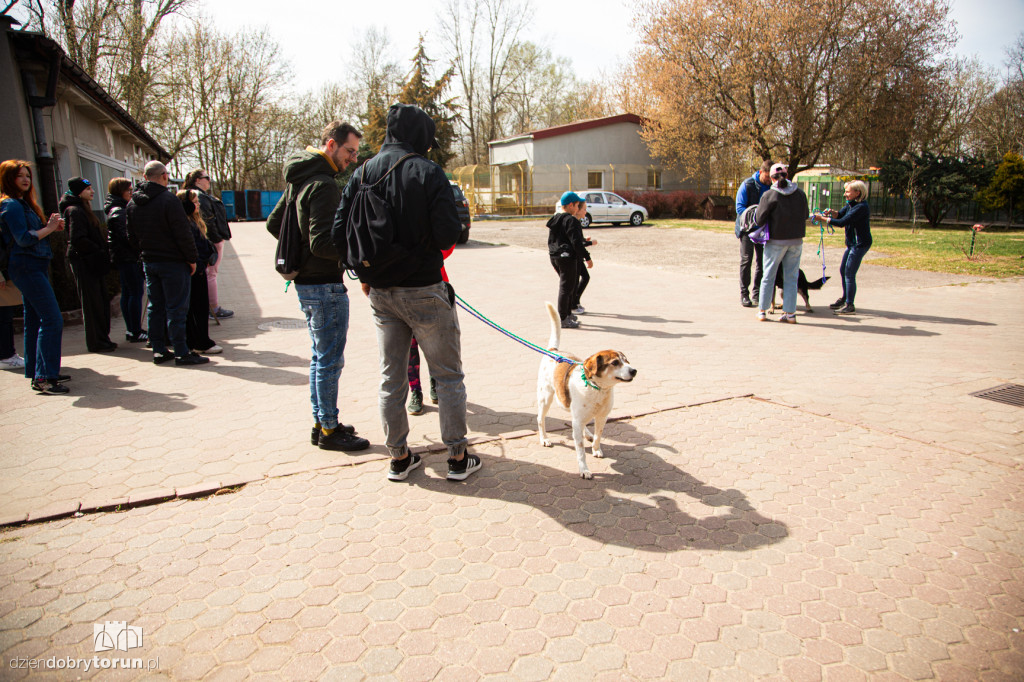 Spacer z psami ze schroniska w Toruniu