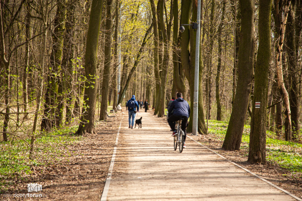 Spacer z psami ze schroniska w Toruniu