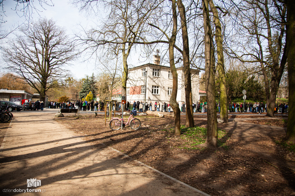 Spacer z psami ze schroniska w Toruniu