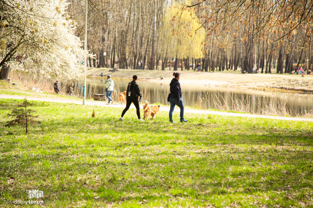 Spacer z psami ze schroniska w Toruniu