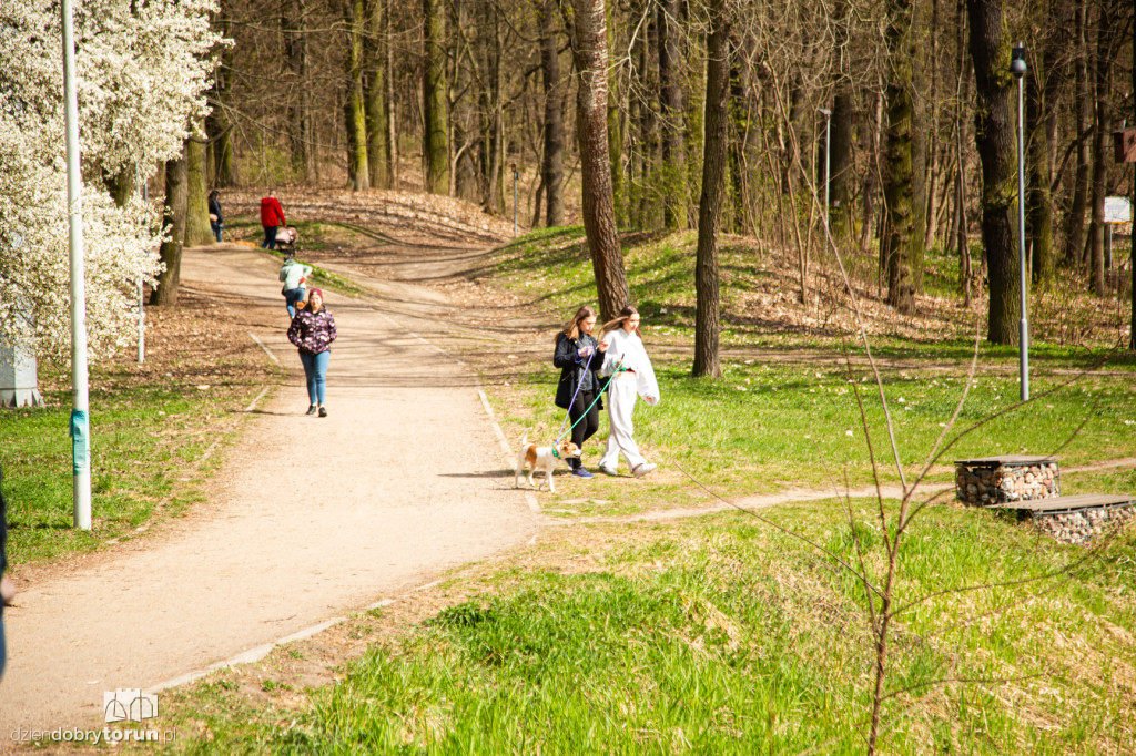 Spacer z psami ze schroniska w Toruniu