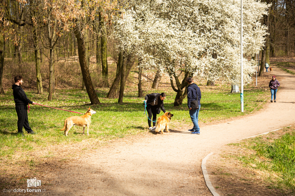 Spacer z psami ze schroniska w Toruniu