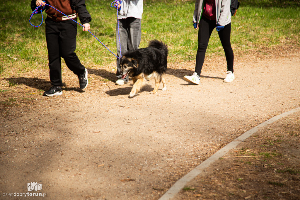 Spacer z psami ze schroniska w Toruniu