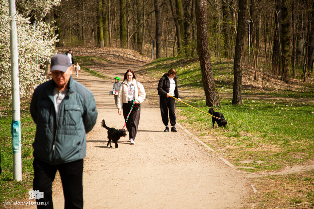 Spacer z psami ze schroniska w Toruniu