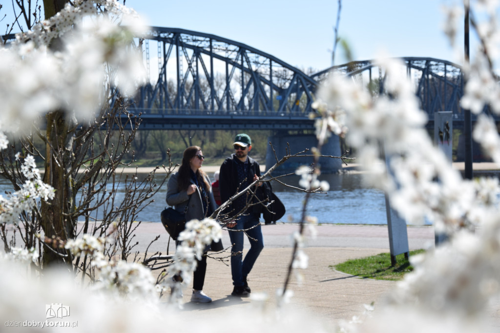 Toruńskie bulwary w wiosennej odsłonie