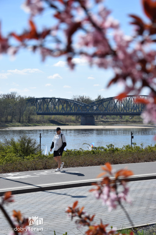 Toruńskie bulwary w wiosennej odsłonie