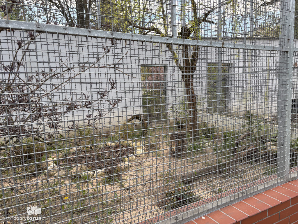 Puste klatki dla ptaków w Ciechocinku