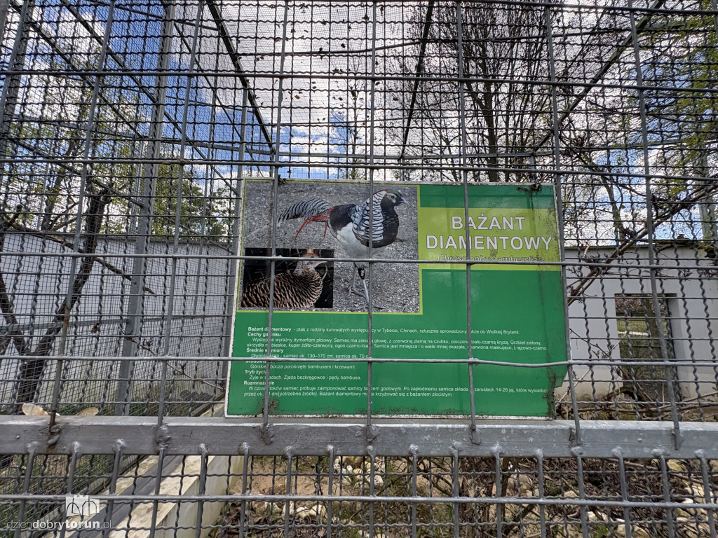 Puste klatki dla ptaków w Ciechocinku