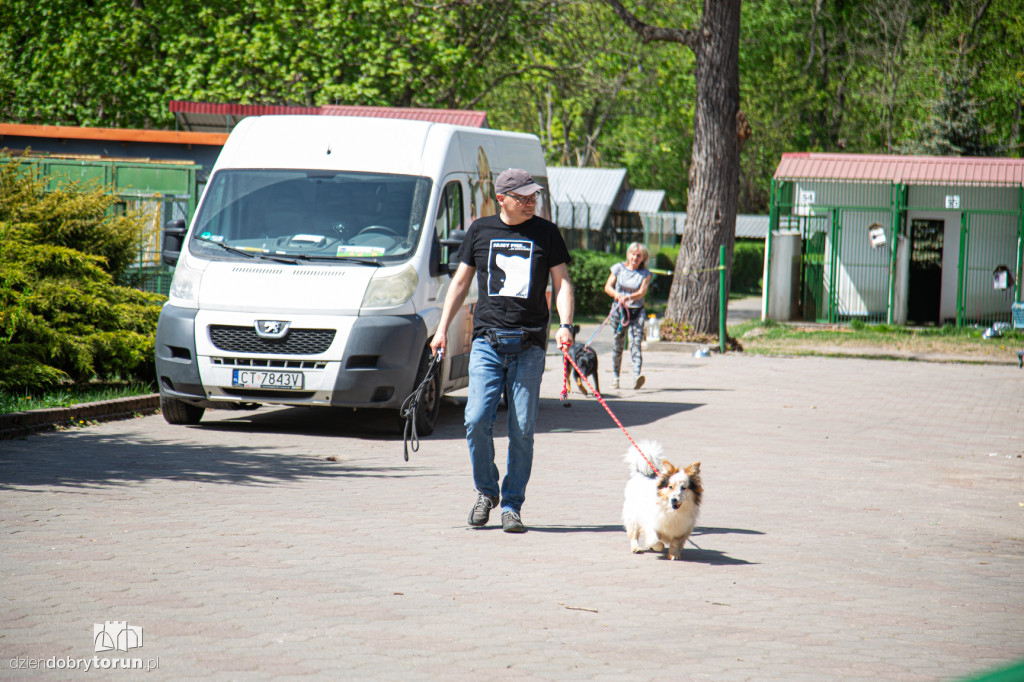 Majówkowe wyprowadzanie psów