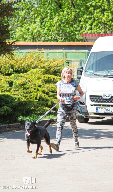 Majówkowe wyprowadzanie psów