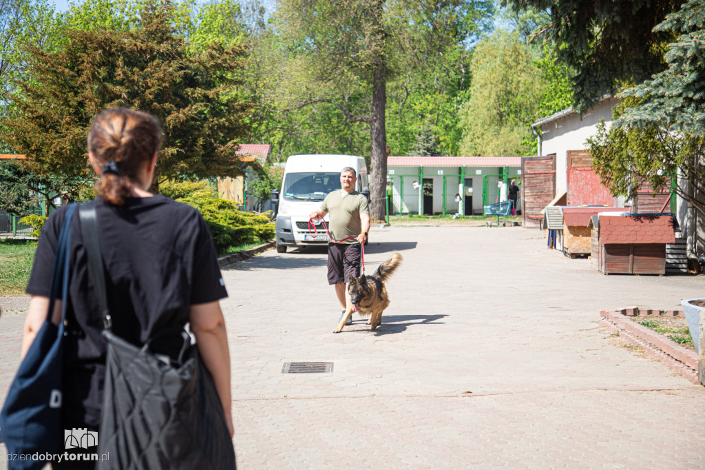 Majówkowe wyprowadzanie psów