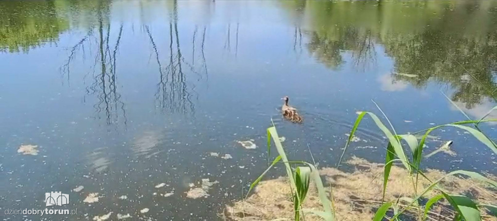Akcja ratunkowa małych kaczek