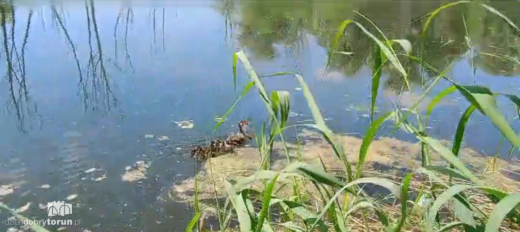 Akcja ratunkowa małych kaczek