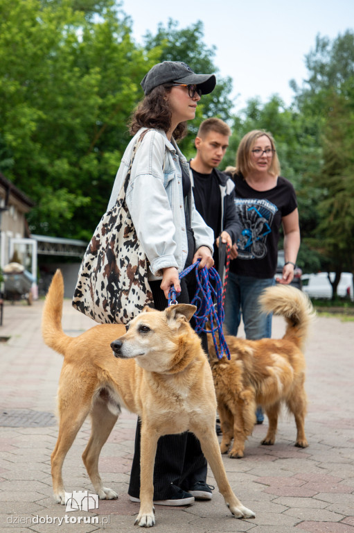 Wyprowadź psa ze schroniska
