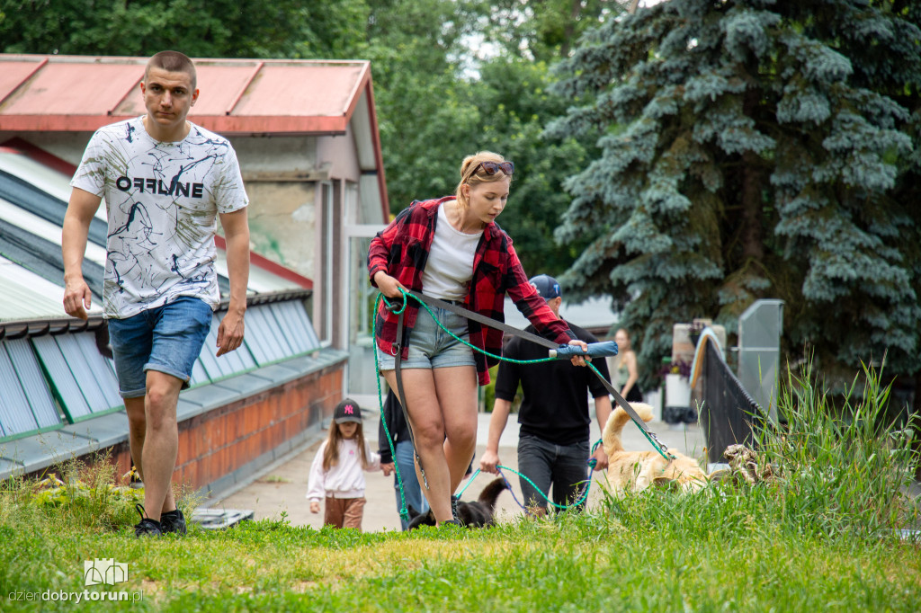 Wyprowadź psa ze schroniska