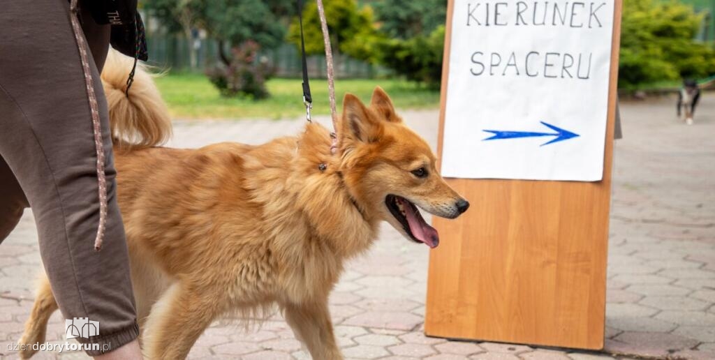 Wyprowadź psa ze schroniska