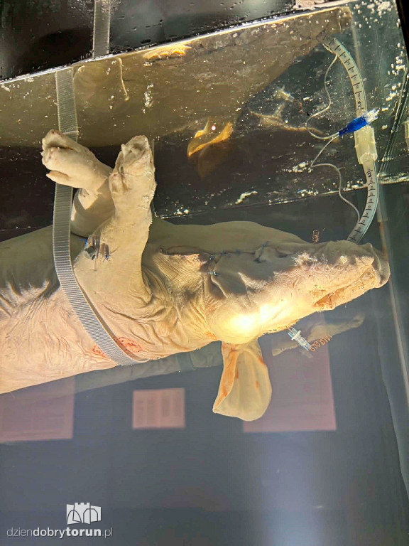 Kontrowersyjna wystawa w Toruniu
