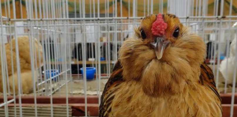 Loczki, perukarze - takich ptaków jeszcze nie widzieliście! [zdjęcia]