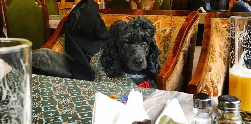 źródło: dogintravel.com