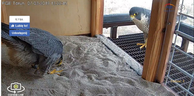 Sokoły wędrowne wybrały komin elektrociepłowni PGE Toruń! [ZDJĘCIA]