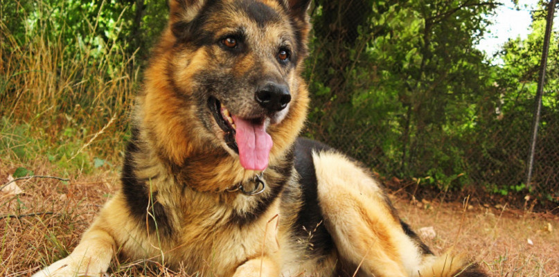 Toruń i okolice: nielegalna hodowla psów działa w regionie?! 