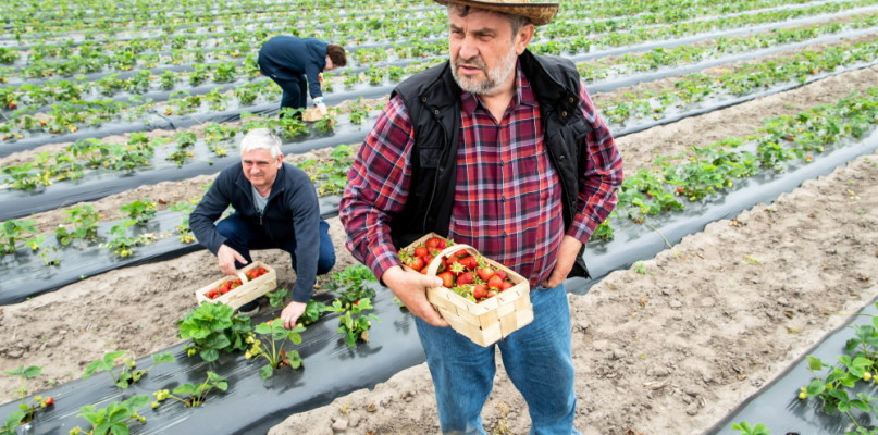Toruń i okolice: Ardanowski zbierał truskawki w gospodarstwie Marcina Jasińskiego