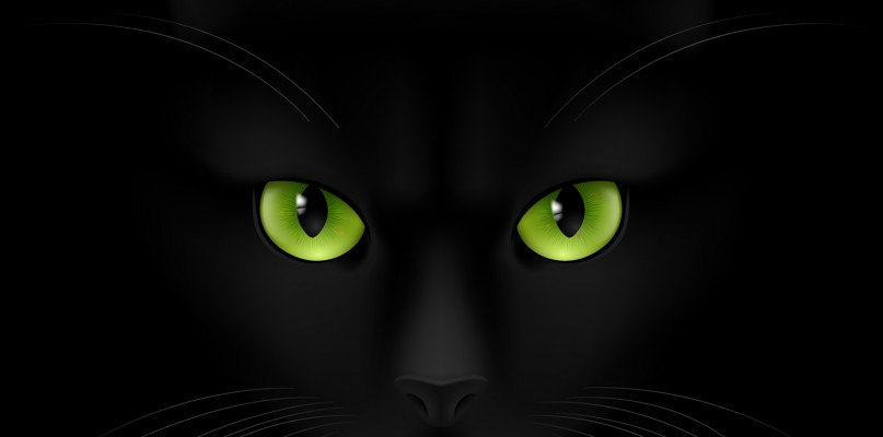 Toruń: fundacja KOT potrzebuje pieniędzy. Chce kupić...