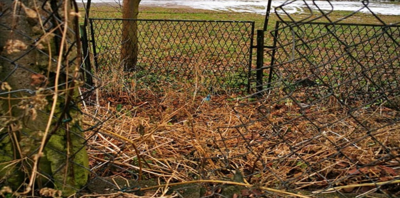 fot. Facebook/Psi Park - Toruń -pod nadzorem zoopsychologa