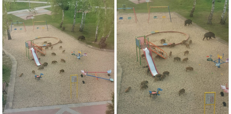 Toruń: dziki opanowały place zabaw na osiedlach. Zobacz to!