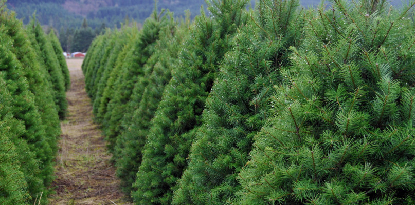 Nadleśnictwo Toruń rozpoczęło sprzedaż choinek. Znamy ceny!