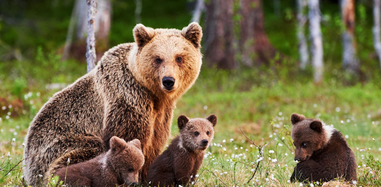 fot. depositphotos/zdjęcie ilustracyjne