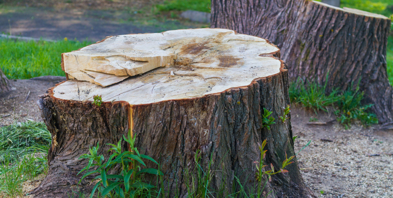 Toruń: kilkanaście drzew do wycinki. Jedno z nich ma aż 434 cm obwodu!