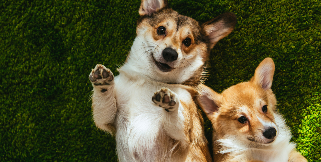 Corgi. Zdjęcie ilustracyjne. Depositphotos