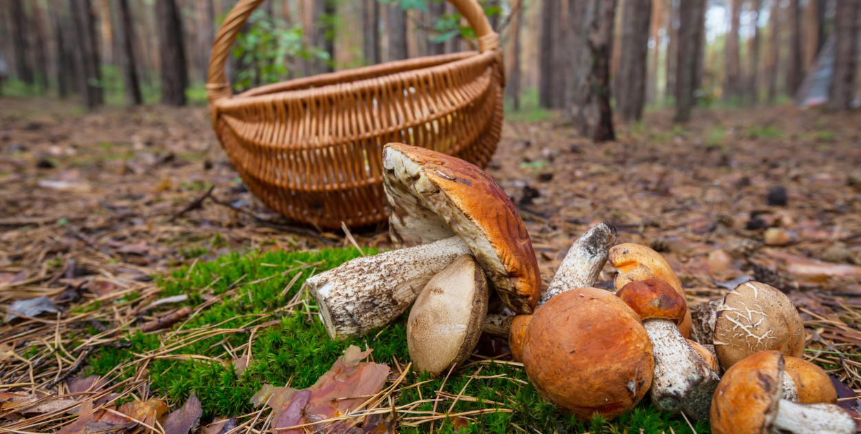Toruń| Gdzie na grzyby? Najlepsze miejscówki sezonu