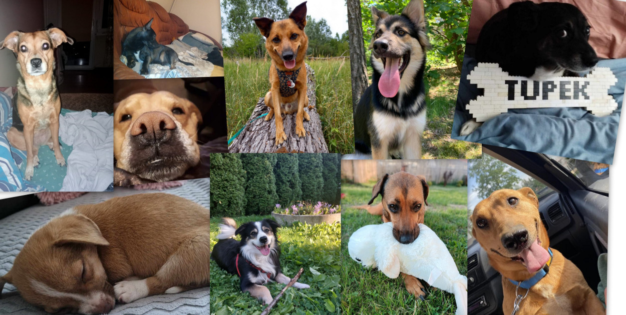 Iskierka, Ciapek i wiele innych. Te psy skradły serca Czytelników DD Toruń