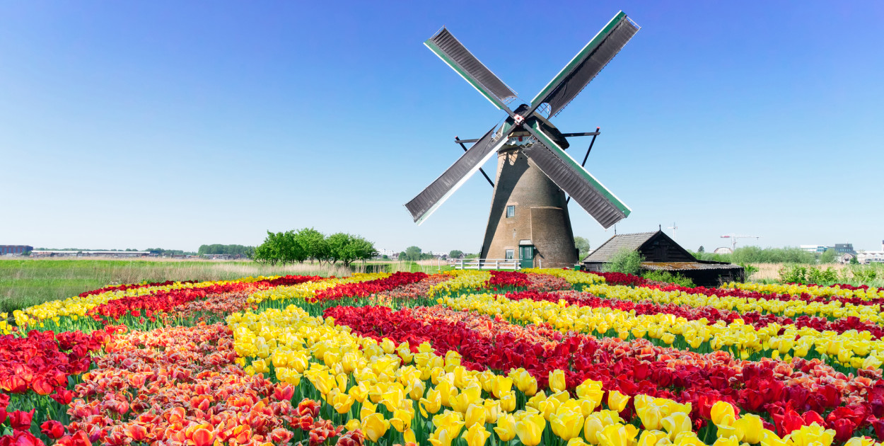 Holenderskie tulipany. Zdjęcie ilustracyjne. Depositphotos