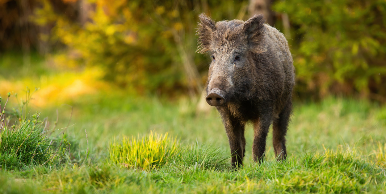 Dzik. Zdjęcie ilustracyjne. Depositphotos