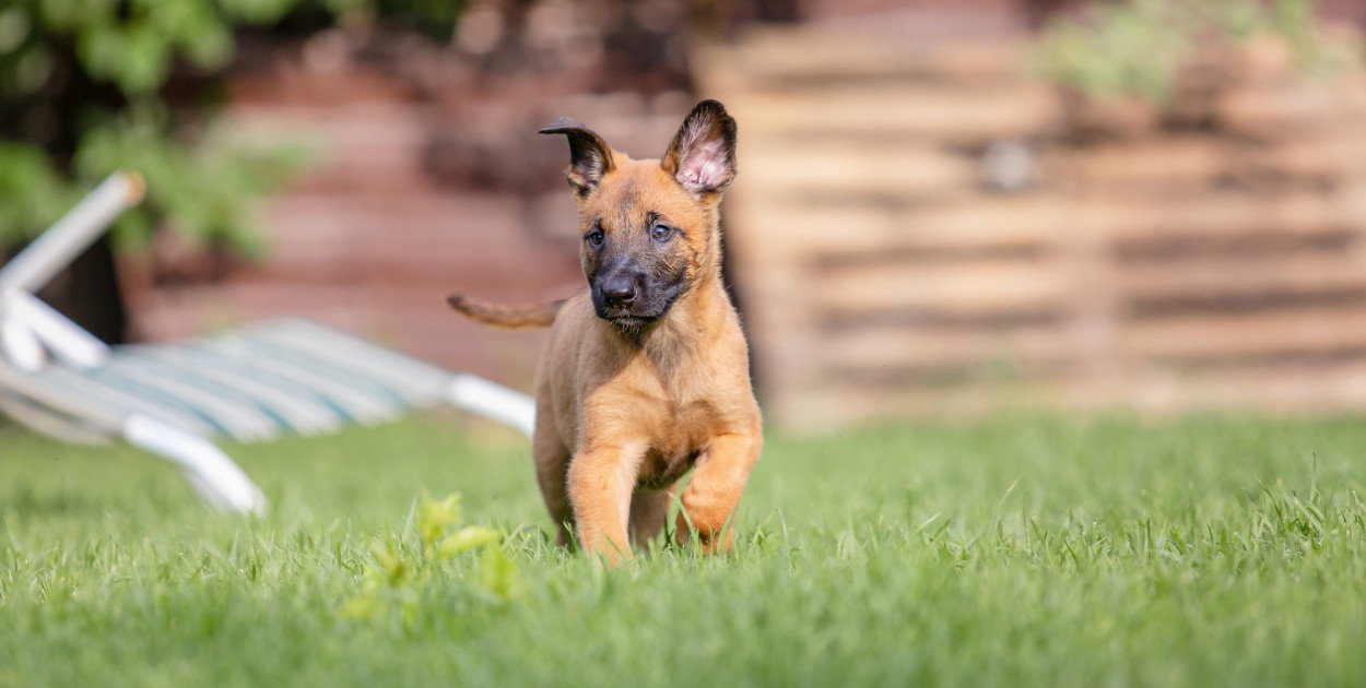 Toruń: Bezpłatne chipy dla zwierząt