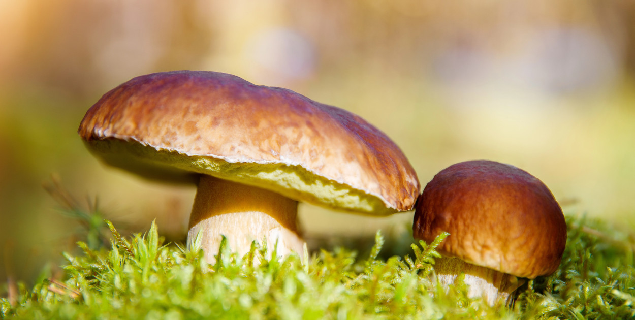 Gdzie na grzyby w okolicach Torunia? Najlepsze miejsca na udane grzybobranie