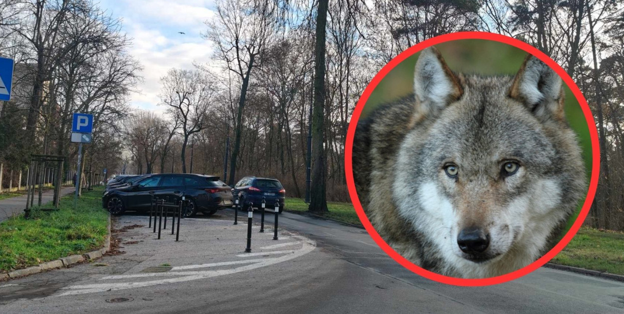 Fot. Daniel Wiśniewski/Depositphotos.com