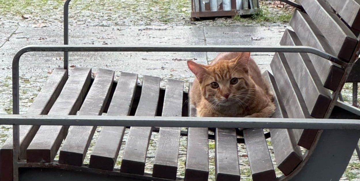 Kot znaleziony na Bydgoskim Przedmieściu – czy ktoś rozpoznaje zgubę? 