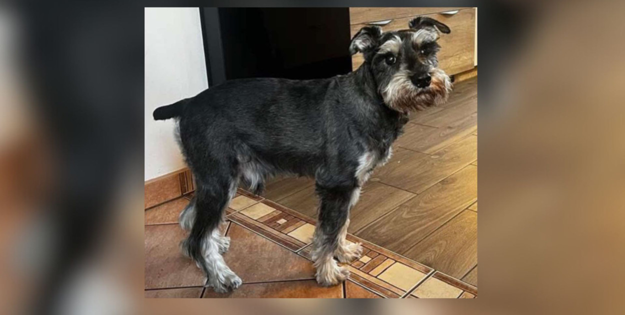 Zaginął Manfred! Właściciele proszą o pomoc w jego odnalezieniu