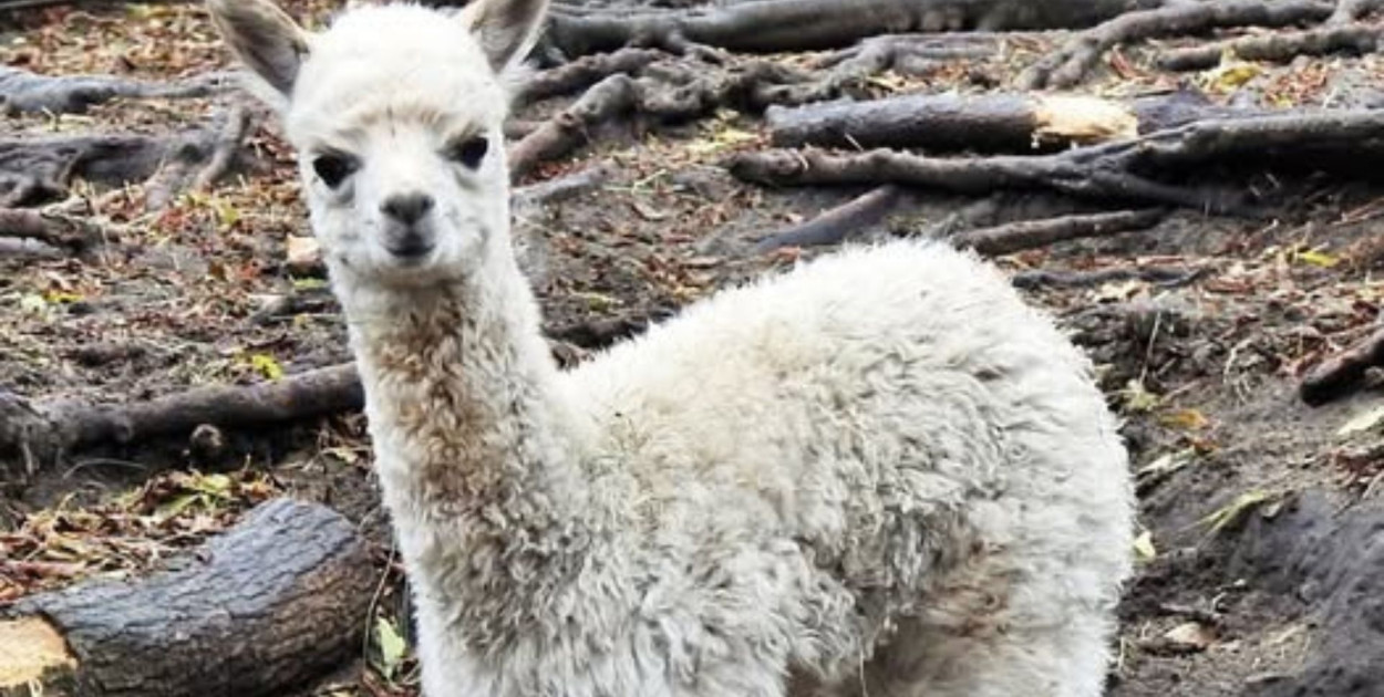 Młoda alpaczka ciągle jest bez imienia. Jakbyście ją nazwali? 