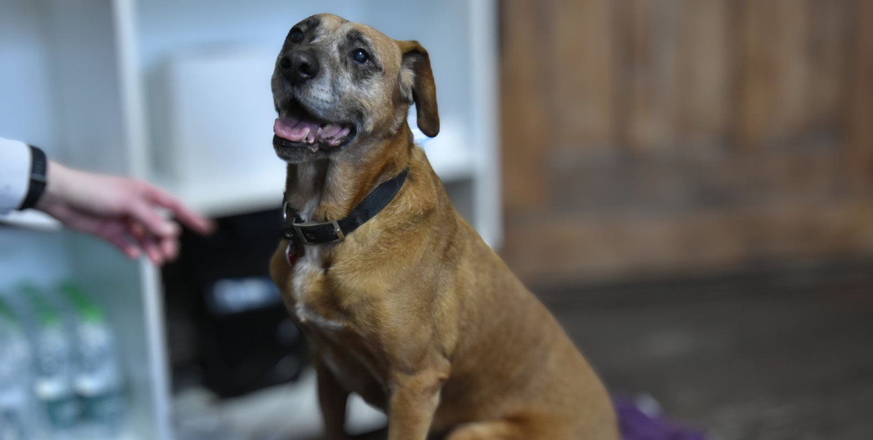 Pako. Fot: Weronika Polichnowska 